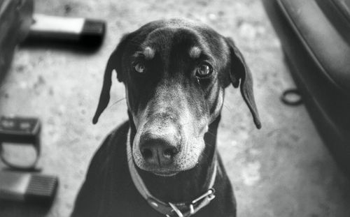 Close-up portrait of a dog