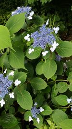 High angle view of purple flowering plants