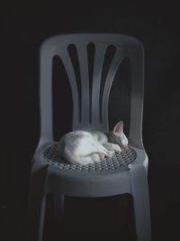 Close-up of a cat on chair