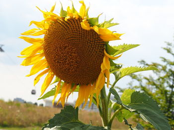 Close-up of sunflower