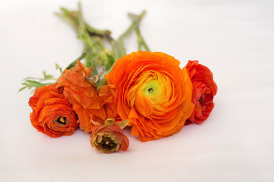 Close-up of rose bouquet against white background