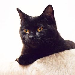 Close-up portrait of black cat