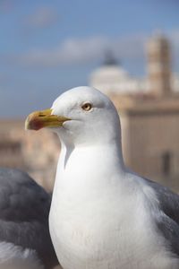 Close-up of seagull