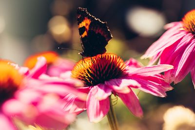 Close-up of butterfly on pink flower