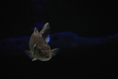 Close-up of fish swimming in sea