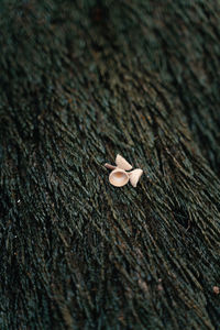 High angle view of mushroom growing on plant