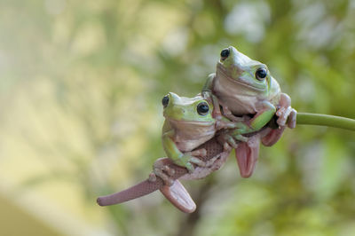 Close-up of frogs on plant