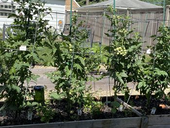 Plants growing in greenhouse