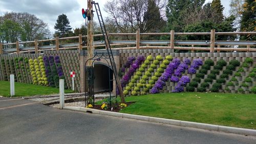 Purple flowering plants in park