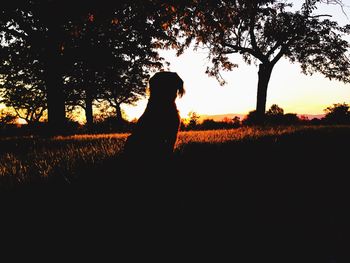 Silhouette of trees on landscape at sunset