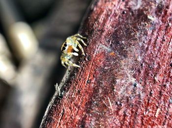 Close-up of insect on tree trunk