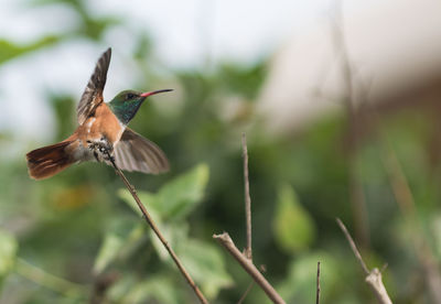 Close-up of bird flying