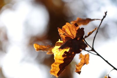 Close-up of dry maple leaves on plant