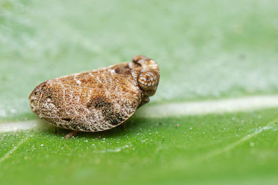 Macro shot of insect on leaf