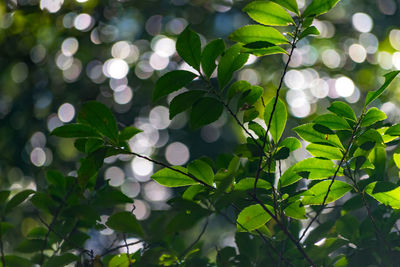 Close-up of leaves on tree