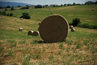 Hay bales on field