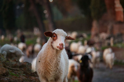 A flock of sheep grazes on the ancient appia, a young one stares at the lens