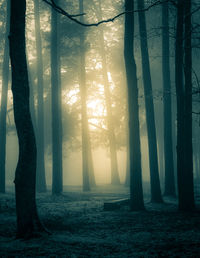 A spooky scenery of a trees. halloween themed landscape. foggy morning during the first snow.