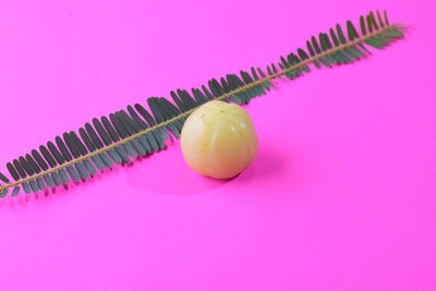 Close-up of apple against pink background
