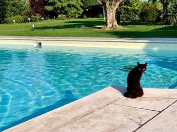 Cat sitting in swimming pool