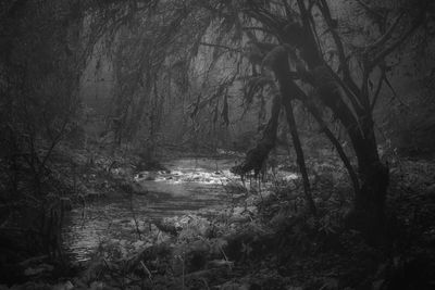 View of bare trees in forest