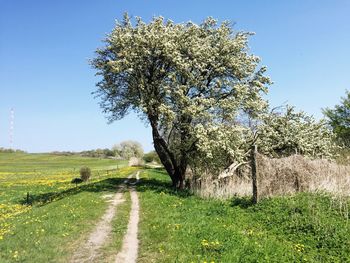 Scenic view of field against blue sky