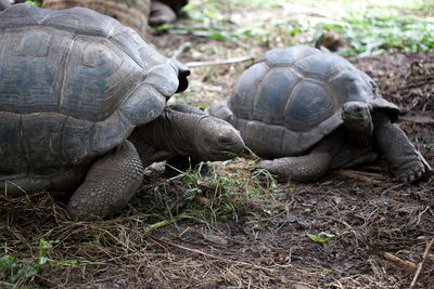 View of turtle on field