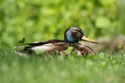 Close-up of bird perching on grass