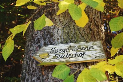 Close-up of signboard hanging on tree trunk