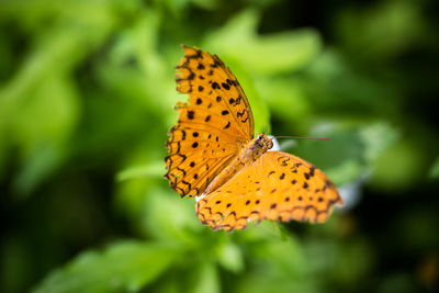 Close-up of butterfly perching on yellow leaf