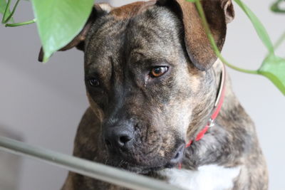 Close-up portrait of dog