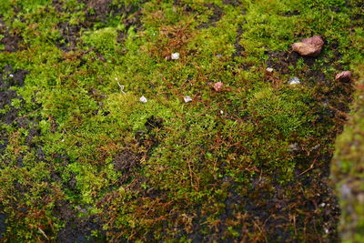 High angle view of mushrooms growing on field