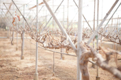 Close-up of bare trees on field