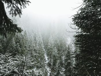 Scenic view of forest against sky