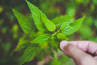 Close-up of hand holding leaves