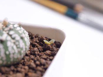Close-up of potted plant
