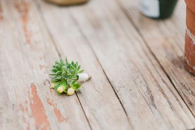 Close-up of small plant on table
