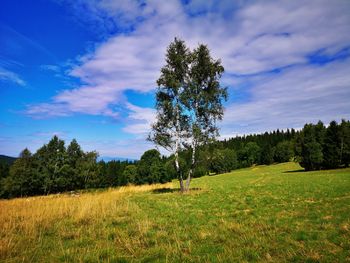 Trees on field against sky