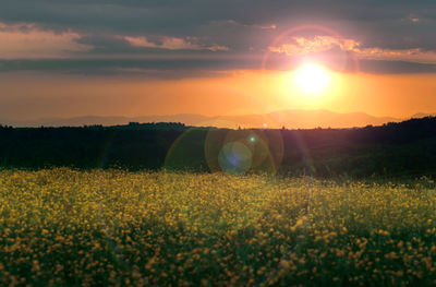 Scenic view of field against sky during sunset