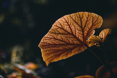 Close-up of brown leaves