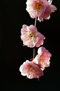 Close-up of pink flowers