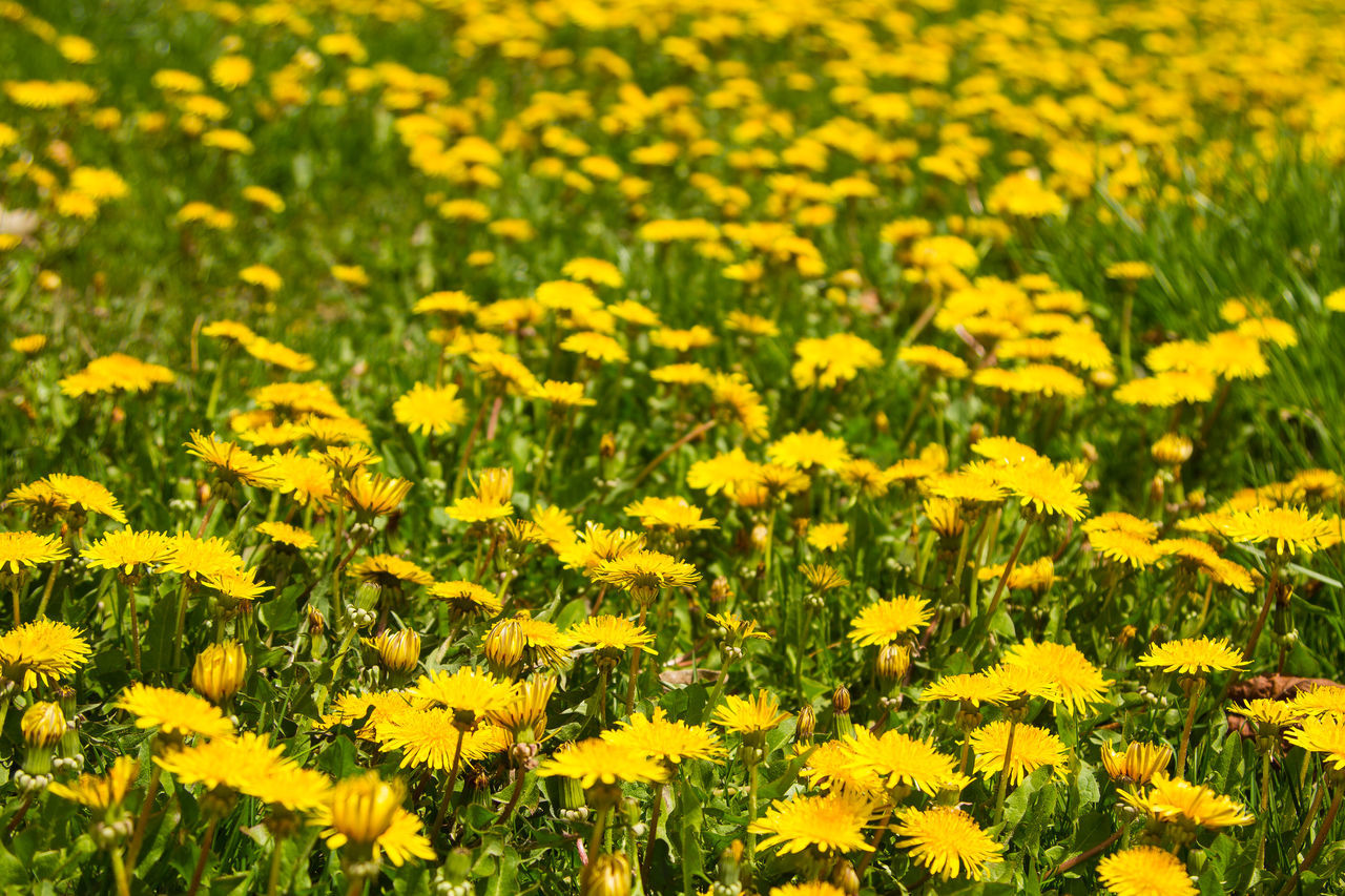 Dandelion lawn wee