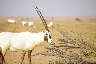 Al maha antelope 