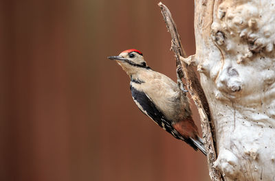 Close-up of bird perching on tree trunk