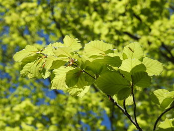 Close-up of green leaves on plant