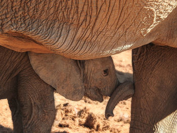 Close-up of elephant