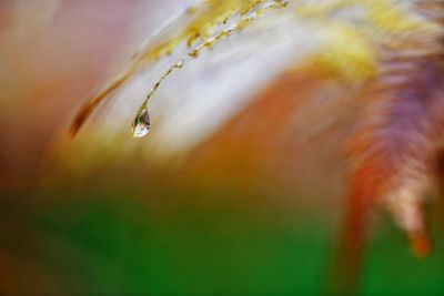 Close-up of water drops on leaf