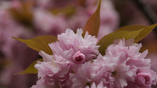 Close-up of pink flowering plant sakura cherry blossom spring leaves green and pink