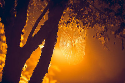 Sun shining through trees