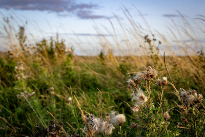 Close-up of flowers growing on field